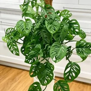 2 Monstera Deliciosa Live Plants, Swiss Cheese Houseplants, 5-7 Inch Tall, Indoor - Image 2
