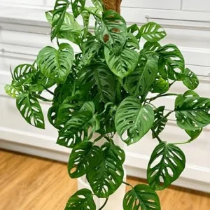 2 Monstera Deliciosa Live Plants, Swiss Cheese Houseplants, 5-7 Inch Tall, Indoor - Image 6
