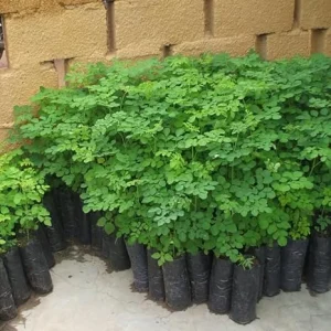 2 Moringa Oleifera Live Trees - 6-10 Inches Tall, Well Rooted, Drumstick Tree - Image 3