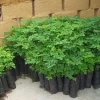 2 Moringa Oleifera Live Trees - 6-10 Inches Tall, Well Rooted, Drumstick Tree - Image 1
