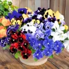 2 Multicolor Pansies Live Plants, Viola Plugs, Perennial Flowers, 3-5" Tall - Image 1
