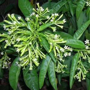 2 Night Blooming Jasmine Live Plants, 4-8