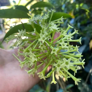 2 Night Blooming Jasmine Live Plants, 4-8