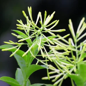 2 Night Blooming Jasmine Live Plants, 4-8