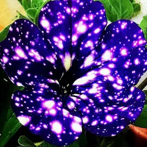 2 Night Sky Petunia Live Plants – Beautiful Star Blooms for Outdoor Planting - Image 4