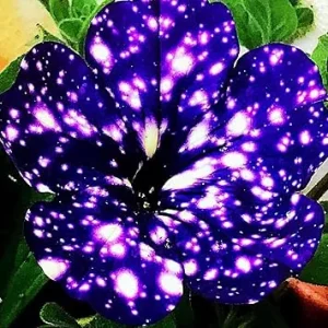 2 Night Sky Petunia Live Plants – Beautiful Star Blooms for Outdoor Planting - Image 6