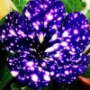 2 Night Sky Petunia Live Plants – Beautiful Star Blooms for Outdoor Planting - Image 1