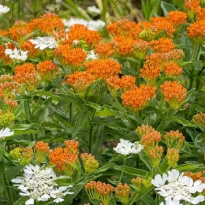 2 Orange Butterfly Milkweed Plants Live - Asclepias Tuberosa for Outdoors - Image 4