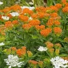 2 Orange Butterfly Milkweed Plants Live - Asclepias Tuberosa for Outdoors - Image 1