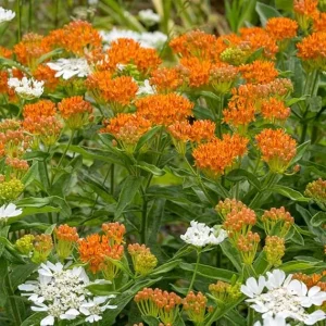 2 Orange Butterfly Milkweed Plants Live - Asclepias Tuberosa for Outdoors - Image 7