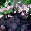 2 Oxalis Triangularis Live Plants, 5-9" Tall Purple Shamrock, Indoor Outdoor - Image 1