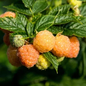 2-Pack Caroline Red Raspberry Live Plants - 5-9 Inch Tall, Well-Rooted Bushes - Image 3