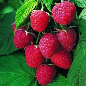 2-Pack Caroline Red Raspberry Live Plants - 5-9 Inch Tall, Well-Rooted Bushes - Image 4