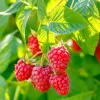 2-Pack Caroline Red Raspberry Live Plants - 5-9 Inch Tall, Well-Rooted Bushes - Image 1