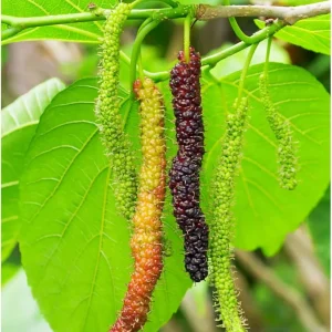 2-Pack Dwarf Mulberry Live Plants – Fruit Trees – 5-9 Inches Tall – Outdoor - Image 3