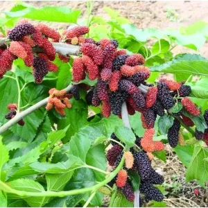 2-Pack Dwarf Mulberry Live Plants – Fruit Trees – 5-9 Inches Tall – Outdoor - Image 4