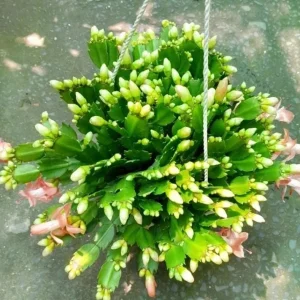 2 Pack Salmon Holiday Cactus Plants – Christmas & Thanksgiving Cactus Succulents 4-6 Inch Tall Live Plant - Image 2