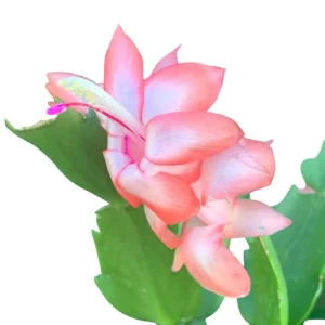 2 Pack Salmon Holiday Cactus Plants – Christmas & Thanksgiving Cactus Succulents 4-6 Inch Tall Live Plant - Image 4
