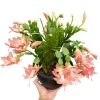 2 Pack Salmon Holiday Cactus Plants – Christmas & Thanksgiving Cactus Succulents 4-6 Inch Tall Live Plant - Image 1