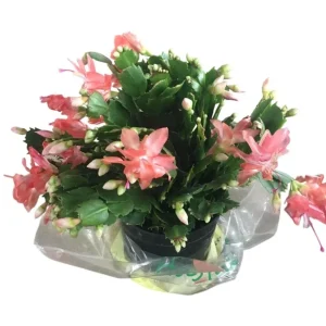 2 Pack Salmon Holiday Cactus Plants – Christmas & Thanksgiving Cactus Succulents 4-6 Inch Tall Live Plant - Image 9