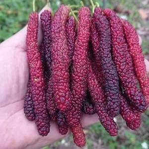 2 Pakistan Mulberry Tree Live Plants, 5-9 Inches Tall, Outdoor Fruit Trees - Image 6