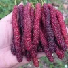2 Pakistan Mulberry Tree Live Plants, 5-9 Inches Tall, Outdoor Fruit Trees - Image 1