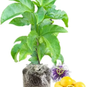 2 Passion Fruit Plant, Passion Fruit Tree, Purple Passion Fruit - Yellow - Image 2