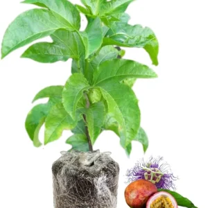 2 Passion Fruit Plant, Passion Fruit Tree, Purple Passion Fruit - Yellow - Image 1