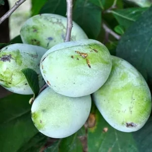 2 Pawpaw Trees Live Plants, Dormant Bare Root Seedlings, 6-12 Inch Tall, Hardy Fruit Trees for Outdoor Planting - Image 2