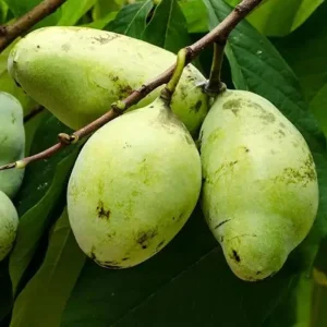 2 Pawpaw Trees Live Plants, Dormant Bare Root Seedlings, 6-12 Inch Tall, Outdoor Fruit Trees - Image 6