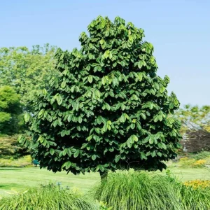 2 Pawpaw Trees Live Plants, Dormant Bare Root Seedlings, 6-12 Inch Tall, Outdoor Fruit Trees - Image 9