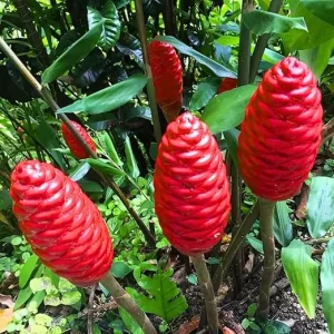 2 Pcs Awapuhi Shampoo Ginger Live Roots - Zingiber Zerumbet Rhizomes - Grow Your Own Pinecone Ginger - Image 2