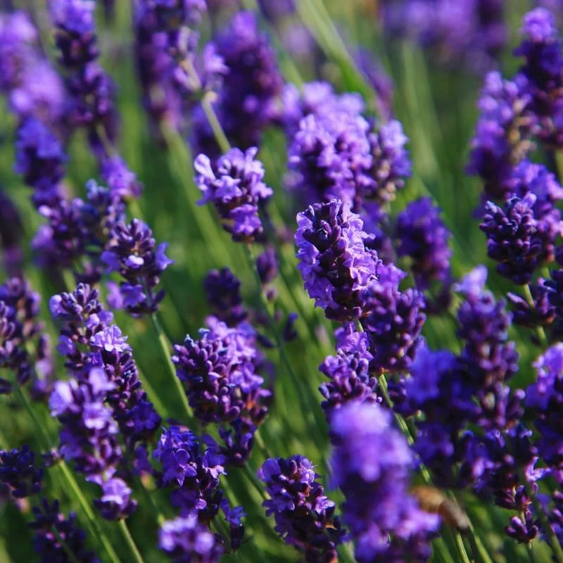 2 Phenomenal Lavender Live Plants - Hardy Fragrant Herb, 5-7 inches - Image 2