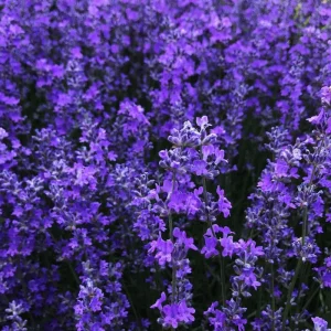 2 Phenomenal Lavender Live Plants - Hardy Fragrant Herb, 5-7 inches - Image 5