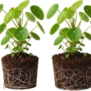 2 Pilea Peperomioides Live Plants – 5-6 Inch Money Plants for Indoor/Outdoor - Image 1