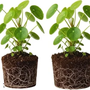 2 Pilea Peperomioides Live Plants – 5-6 Inch Money Plants for Indoor/Outdoor - Image 5