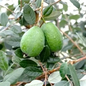 2 Pineapple Guava Trees Live Plants – 4-6" Starter, Outdoor, Fragrant Fruit - Image 1