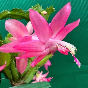 2 Pink Christmas & Thanksgiving Cactus Plants Live, Schlumbergera Flower Starter Plant 4-6