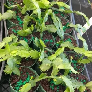 2 Pink Christmas & Thanksgiving Cactus Plants Live, Schlumbergera Flower Starter Plant 4-6