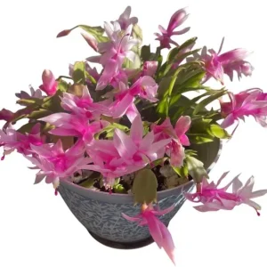 2 Pink Christmas & Thanksgiving Cactus Plants Live, Schlumbergera Flower Starter Plant 4-6