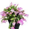 2 Pink Christmas & Thanksgiving Cactus Plants Live, Schlumbergera Flower Starter Plant 4-6" Tall - Image 1