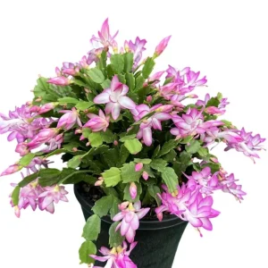 2 Pink Christmas & Thanksgiving Cactus Plants Live, Schlumbergera Flower Starter Plant 4-6