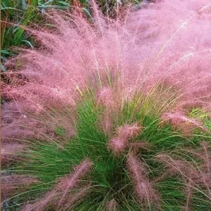 2 Pink Muhly Grass Live Plants, Tall Ornamental Perennial, 5-9 Inch Well Rooted - Image 3