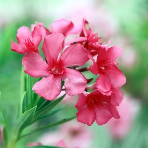 2 Pink Oleander Live Plants, 4-8