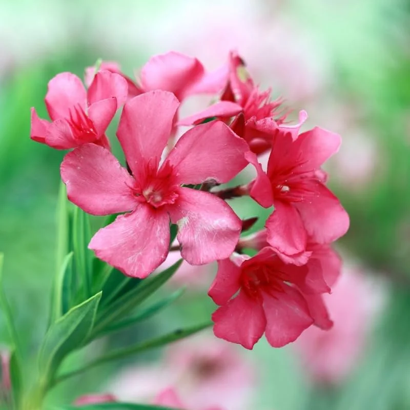 2 Pink Oleander Live Plants, 4-8" Tall Starter Shrubs for Outdoor Gardens - Image 3
