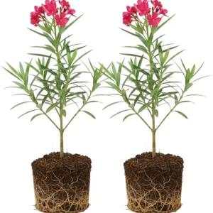 2 Pink Oleander Live Plants, 4-8