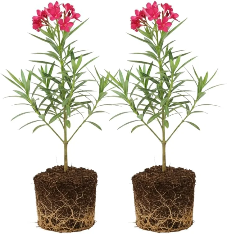 2 Pink Oleander Live Plants, 4-8" Tall Starter Shrubs for Outdoor Gardens - Image 1