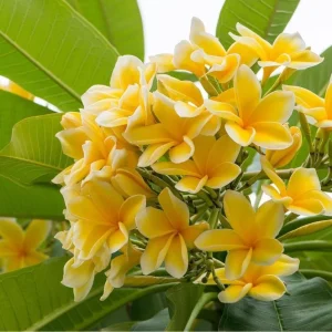 2 Plumeria Cuttings - Fragrant Pink Flowering Plants Outdoor Hardy - Image 2