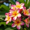 2 Plumeria Cuttings - Fragrant Pink Flowering Plants Outdoor Hardy - Image 1
