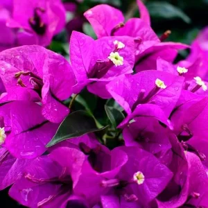 2 Purple Bougainvillea Live Plants – 4-5 Inches Tall – Outdoor Flowering Vines - Image 4